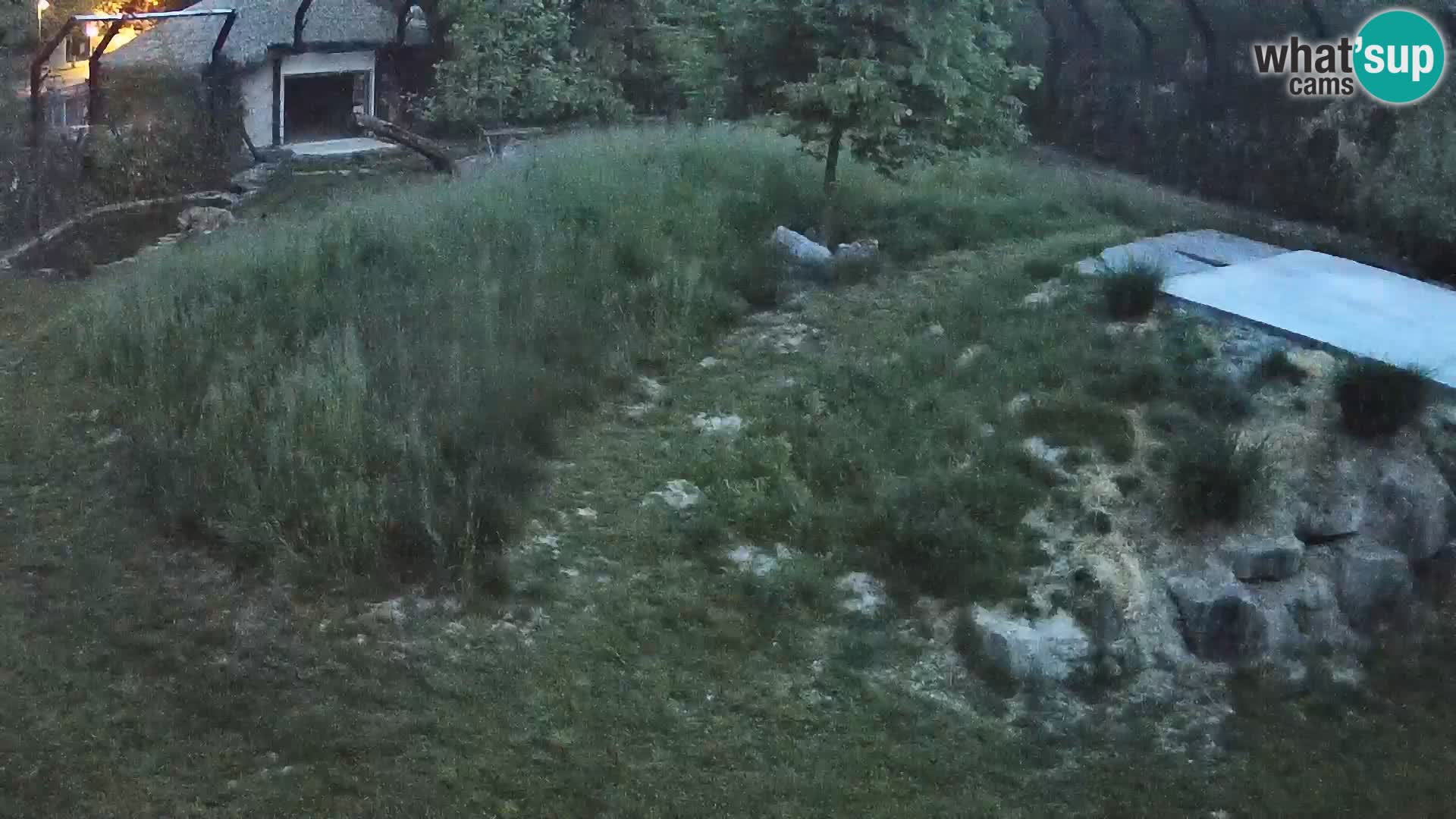 Ljubljana Zoo webcam Lion