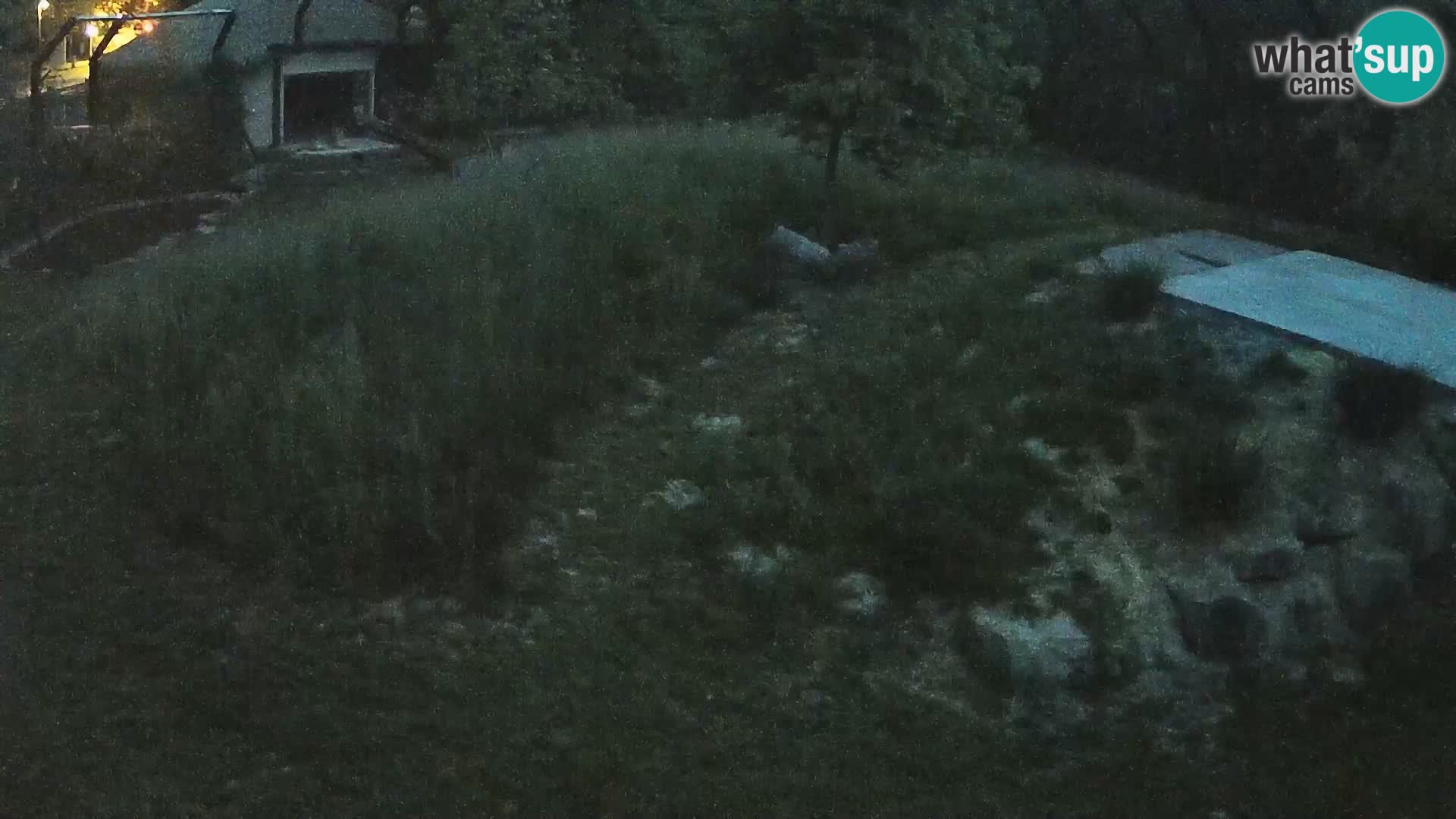 Zoo Ljubljana webcam Löwen