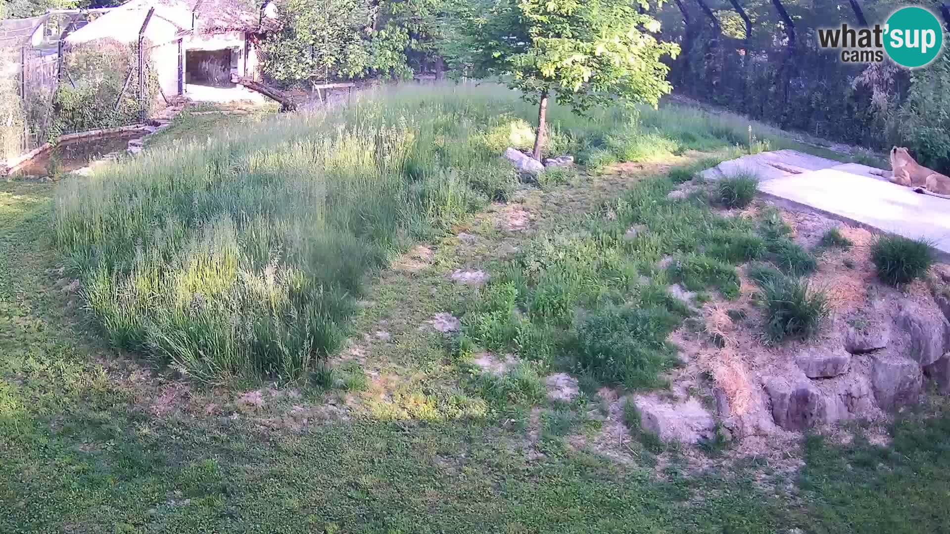 Zoo Ljubljana webcam Löwen