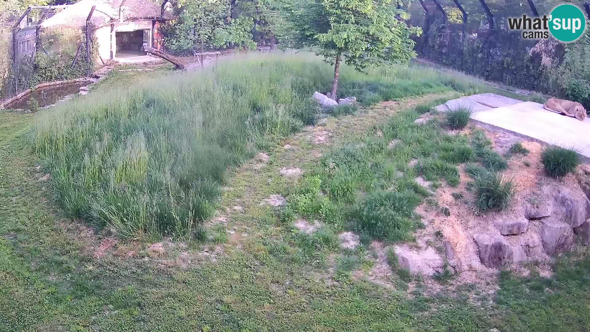 Zoo Ljubljana camera en vivo Leones