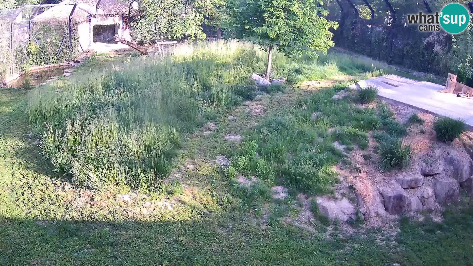 Ljubljana Zoo webcam Lion