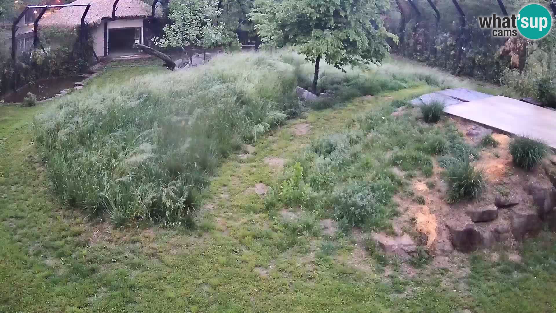 Zoo Ljubljana web kamera Lavovi