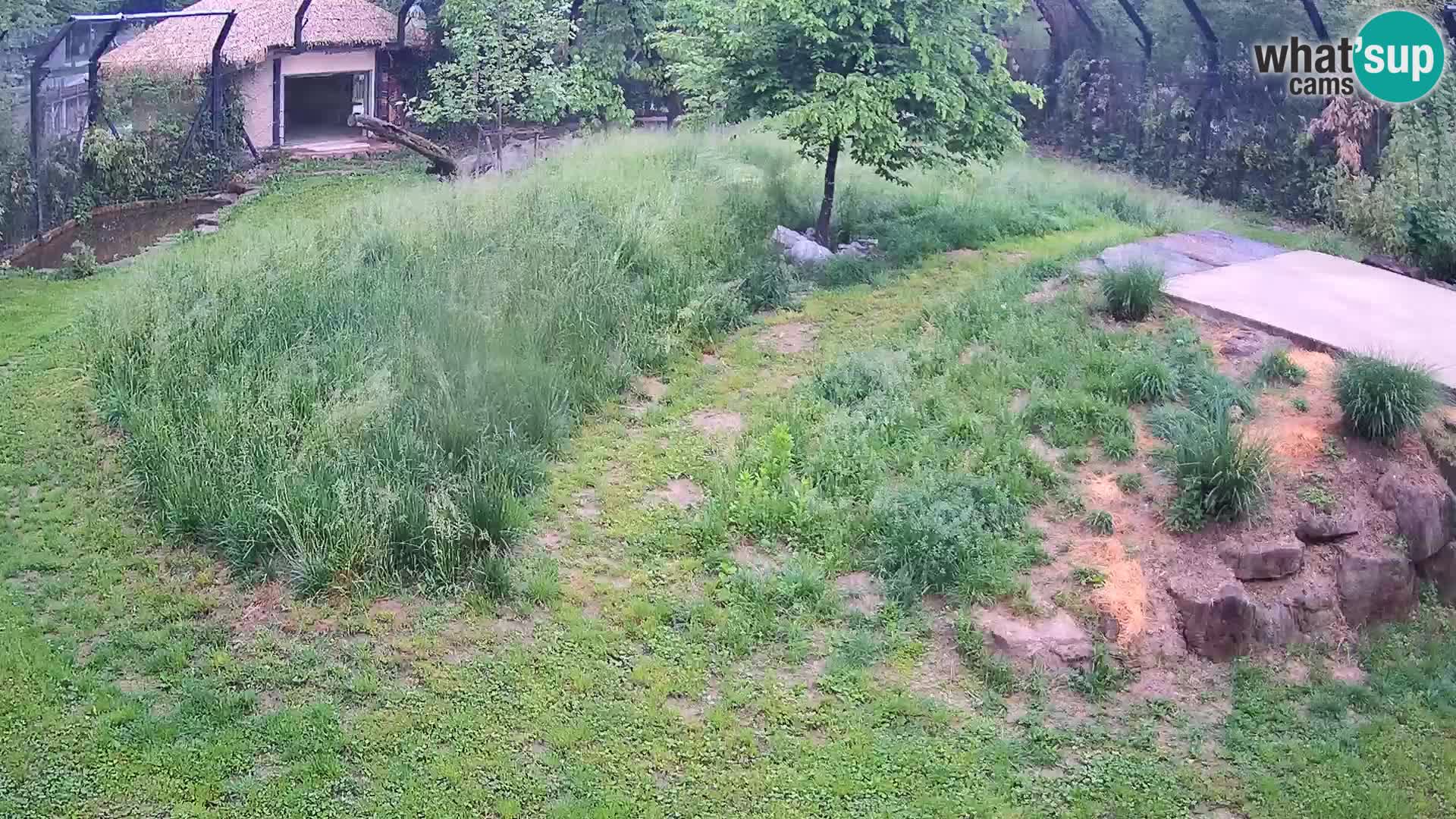 Zoo Ljubljana camera en vivo Leones