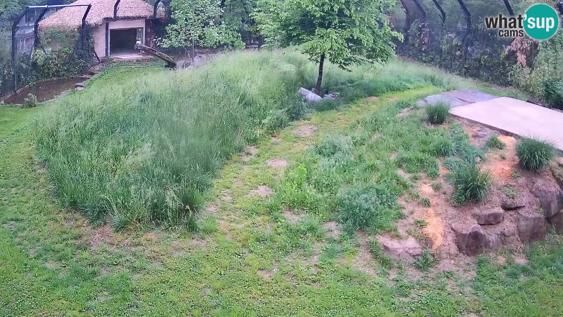Zoo Ljubljana web kamera Lavovi