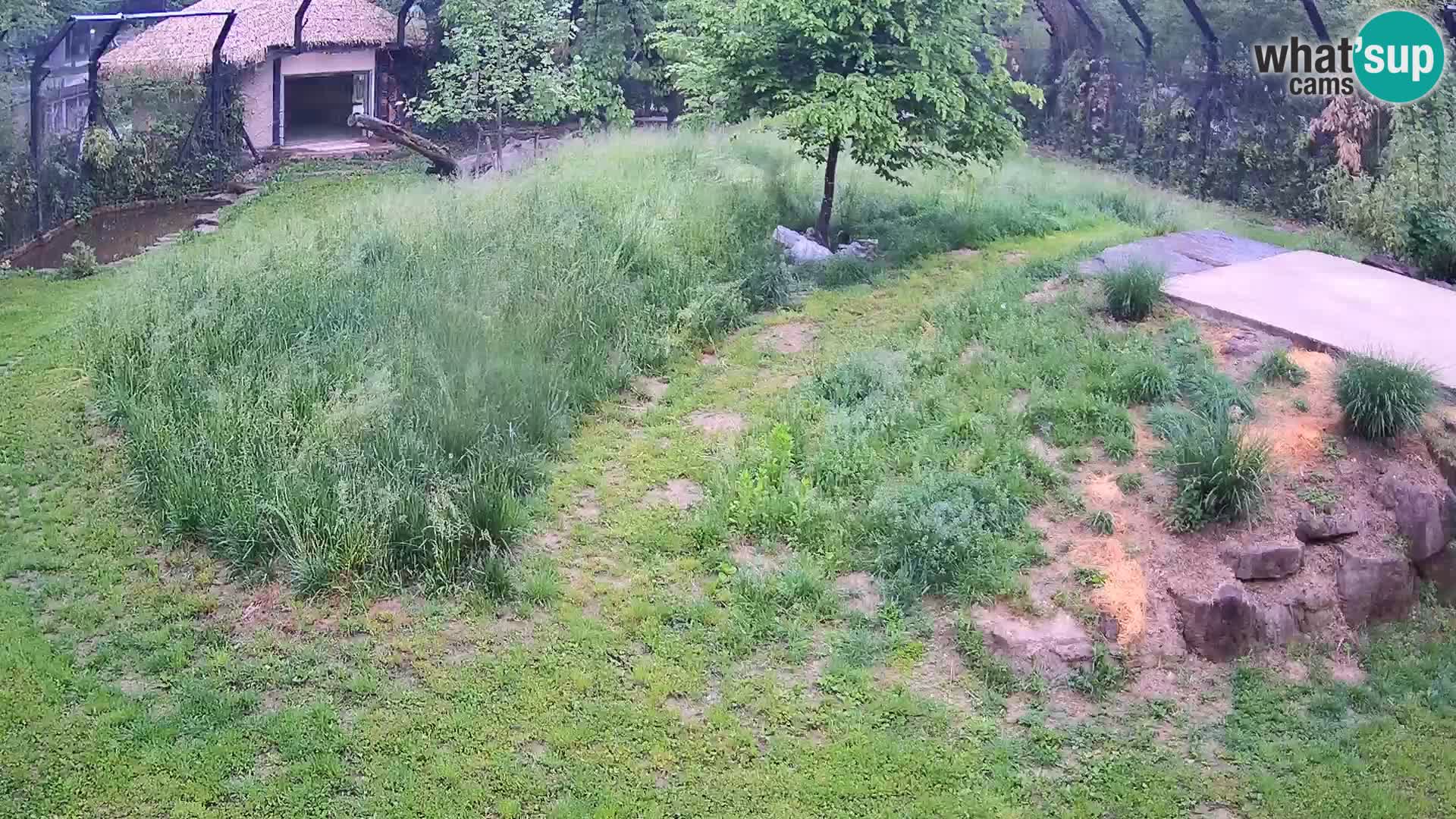 Zoo Ljubljana webcam Löwen