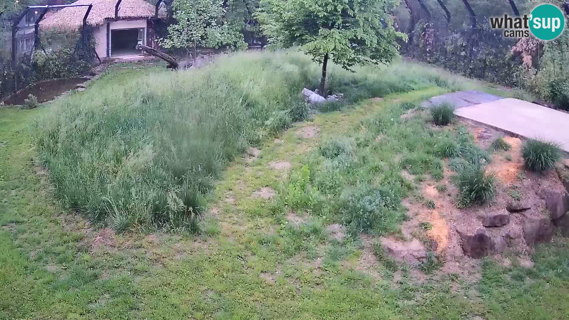 Ljubljana Zoo webcam Lion
