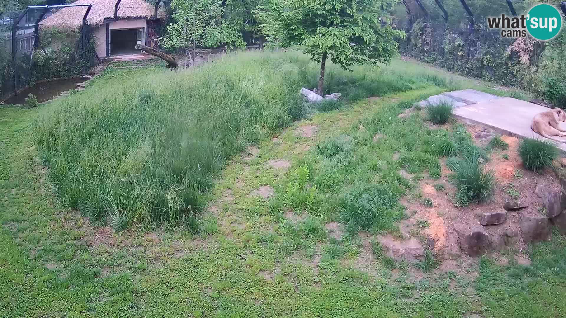 Zoo Ljubljana webcam Löwen