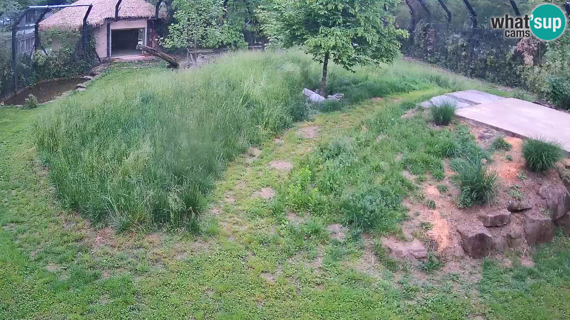 Zoo Lubiana live webcam Leoni