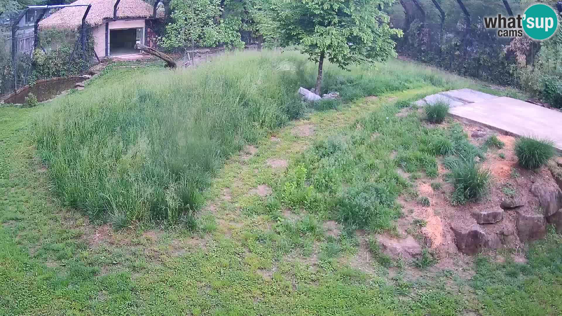 Ljubljana Zoo webcam Lion