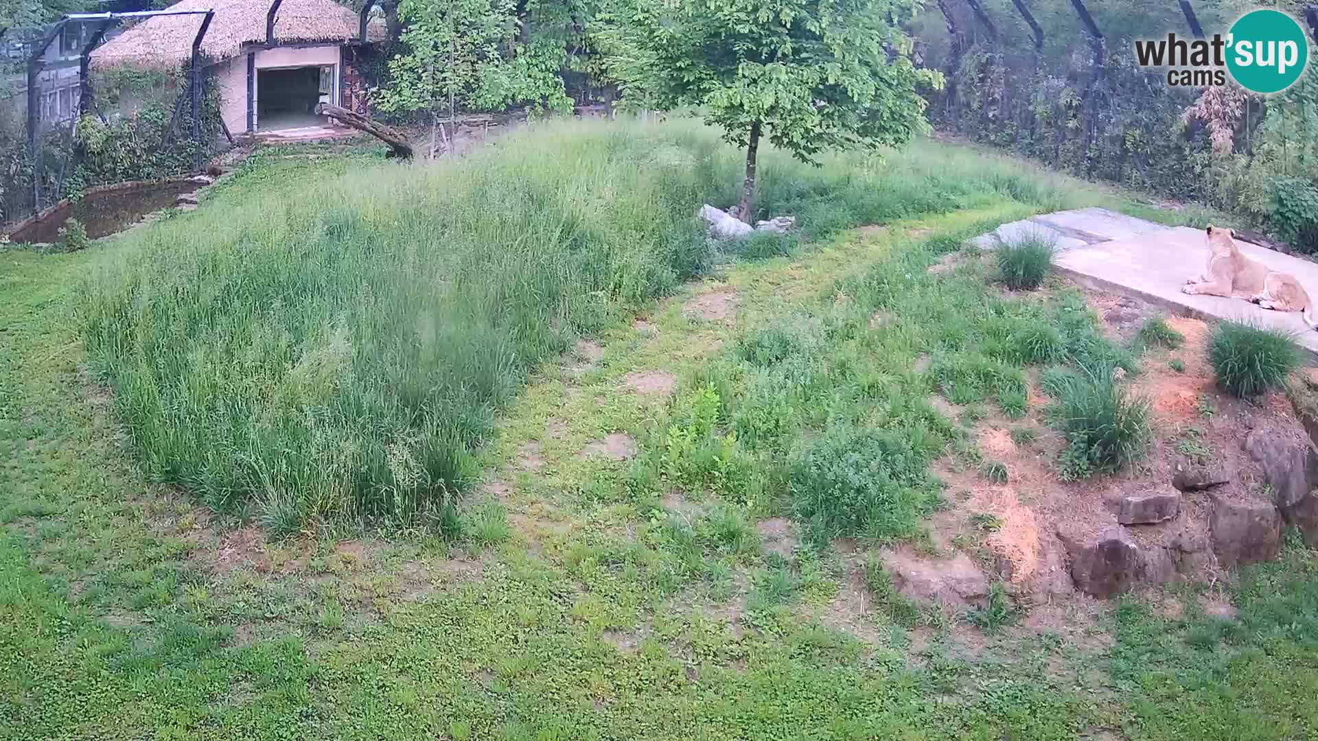 Zoo Ljubljana web kamera Lavovi