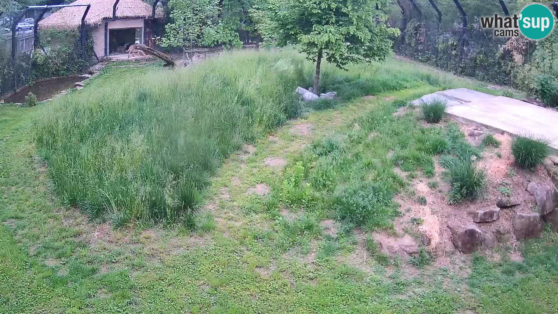 Zoo Ljubljana web kamera Lavovi