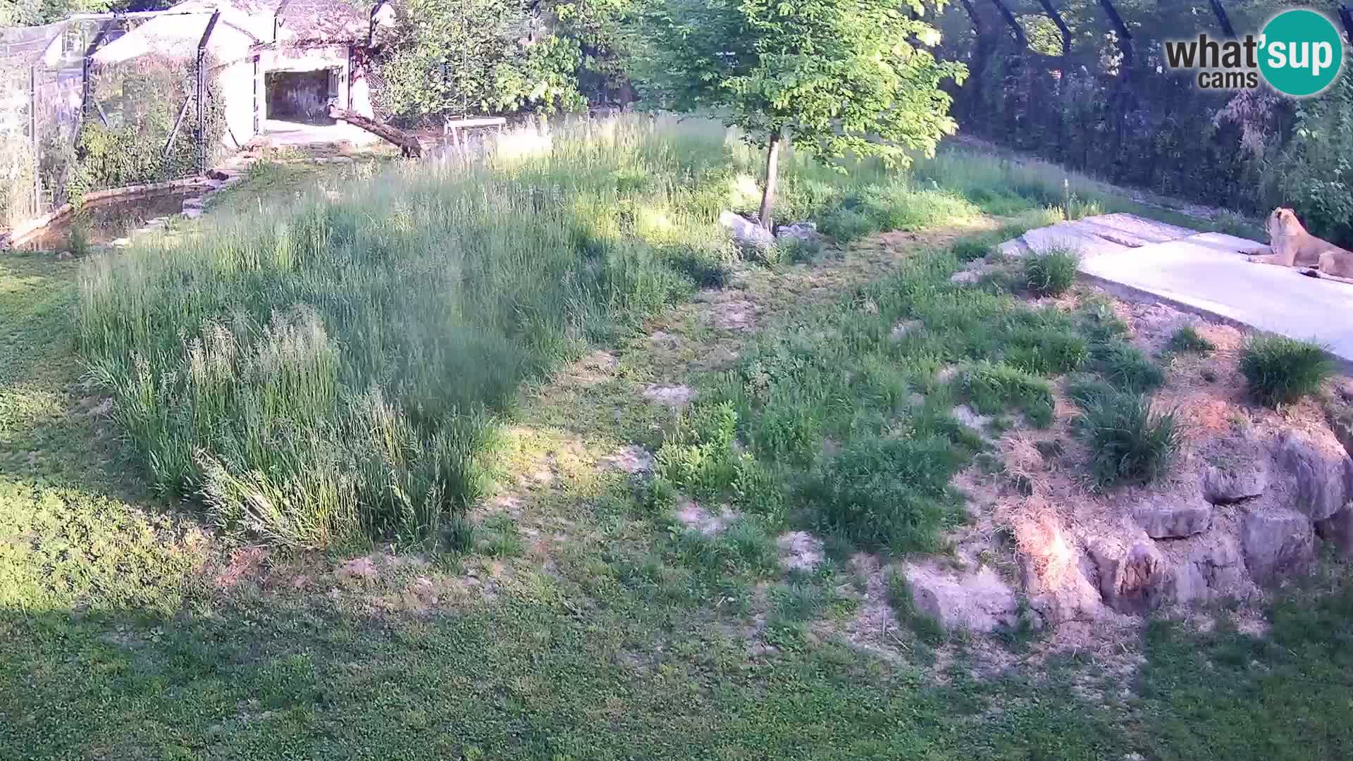 Ljubljana Zoo webcam Lion