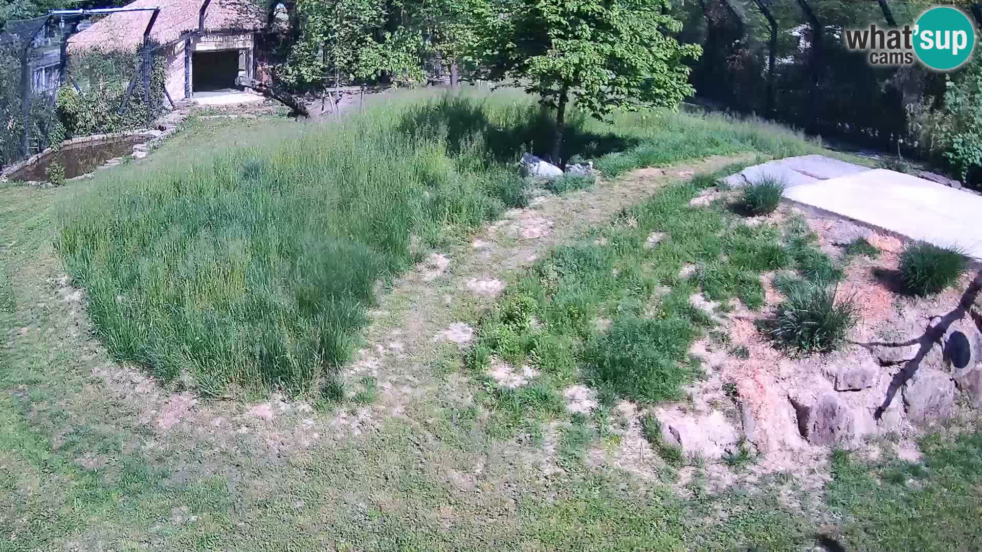 Ljubljana Zoo webcam Lion