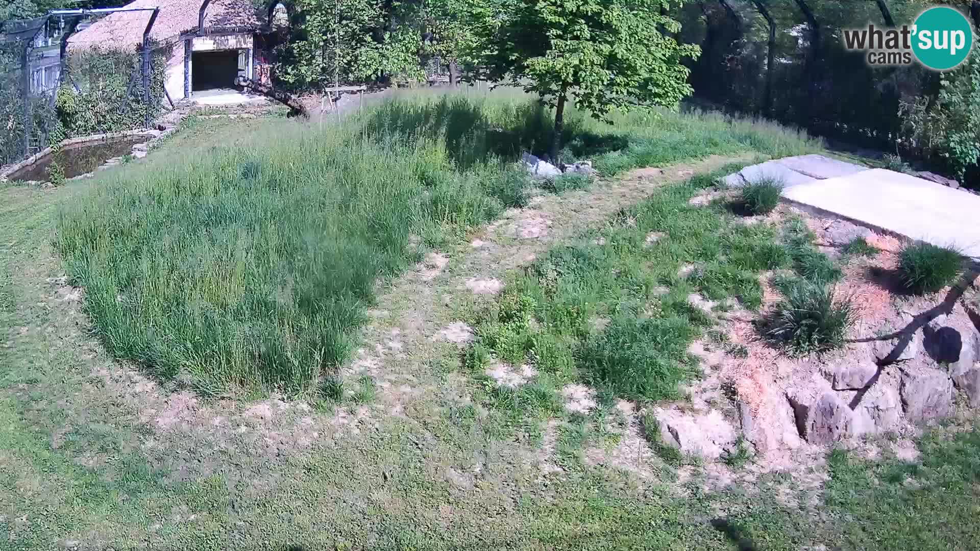 Zoo Ljubljana webcam Löwen