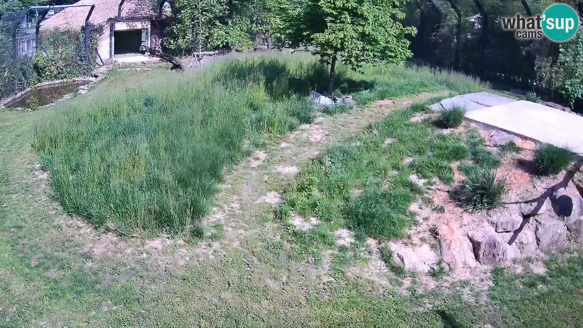 Live Ljubljana Zoo webcam Lion