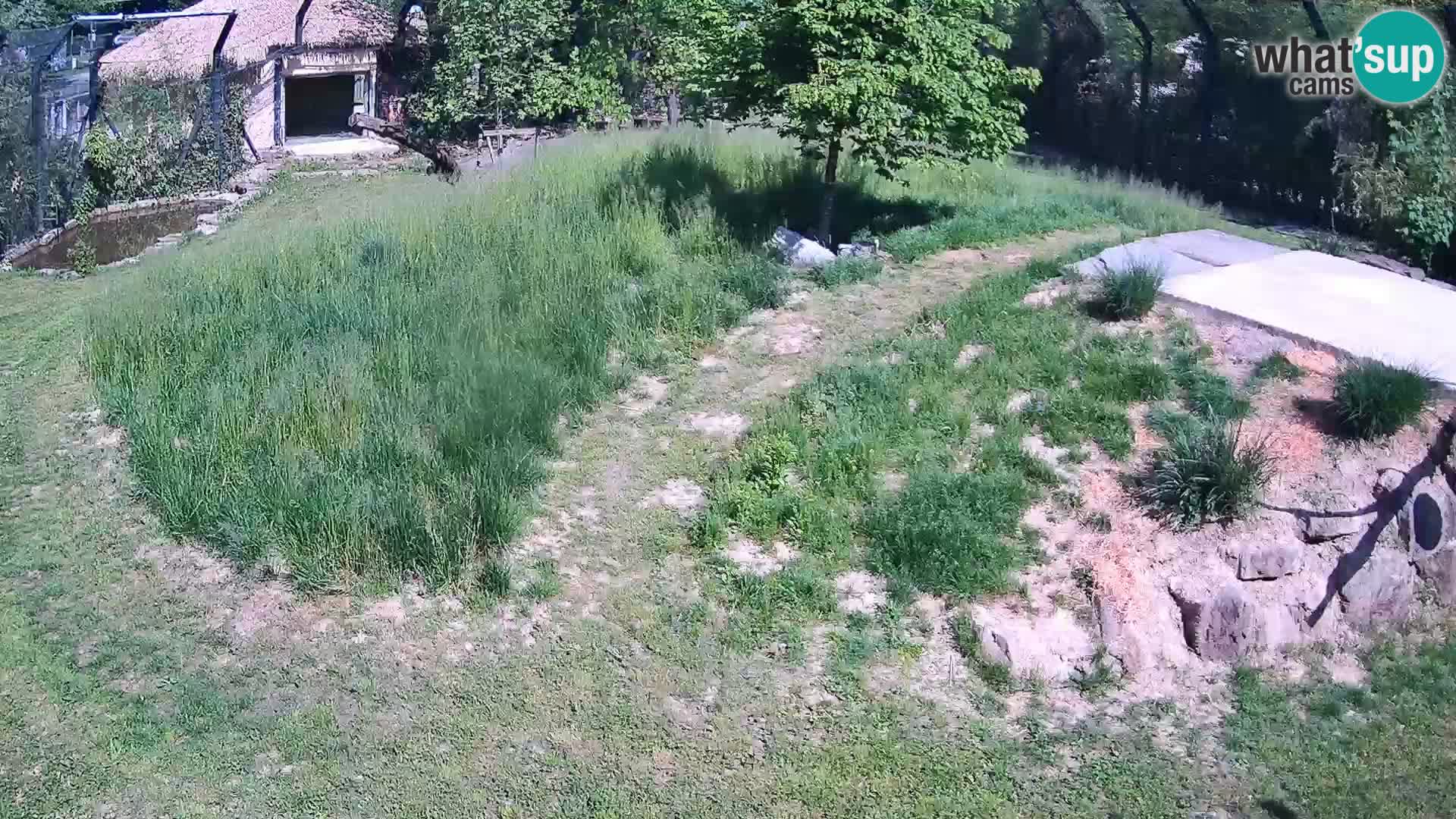 Live Ljubljana Zoo webcam Lion