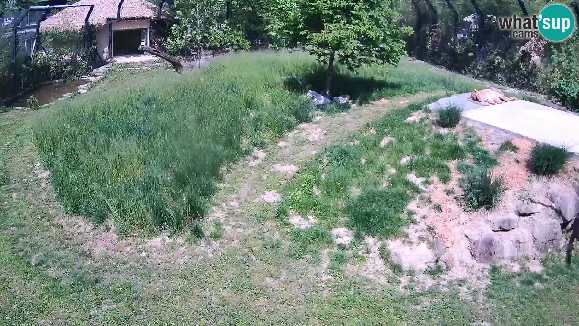 Ljubljana Zoo webcam Lion