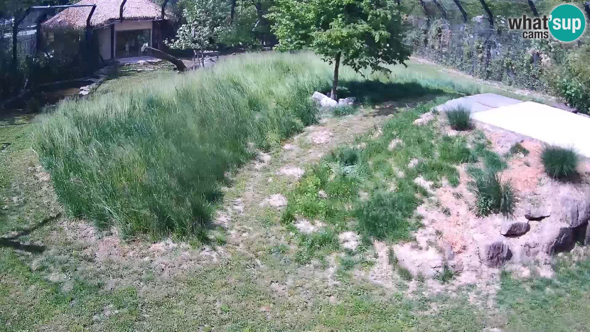 Live Ljubljana Zoo webcam Lion