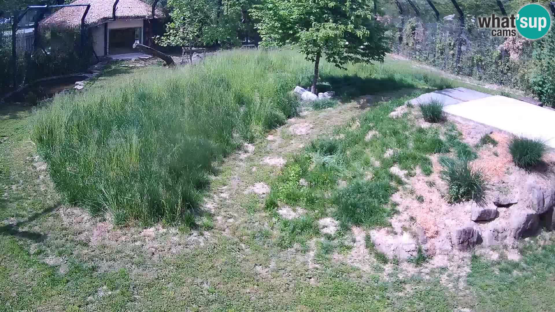 Zoo Ljubljana camera en vivo Leones