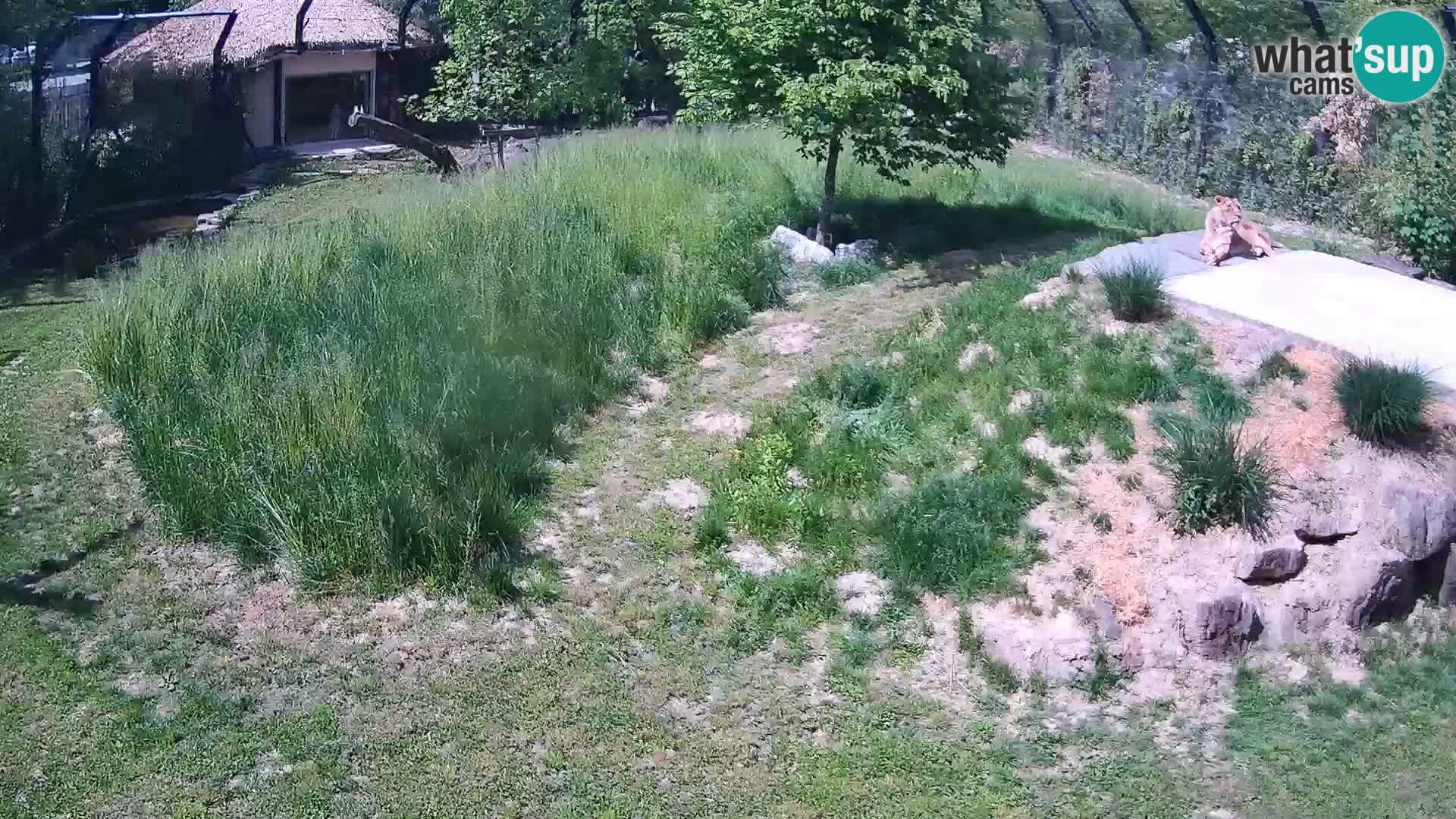 Live Ljubljana Zoo webcam Lion