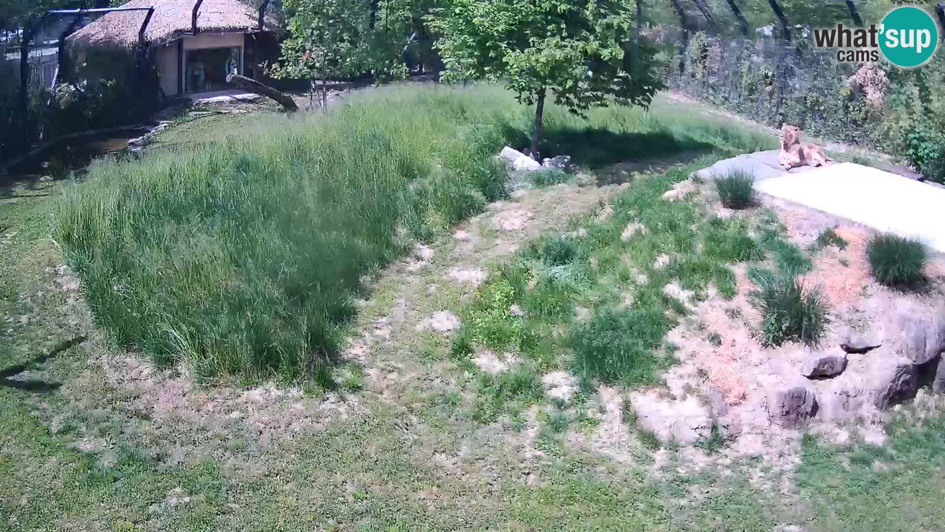 Zoo Lubiana live webcam Leoni