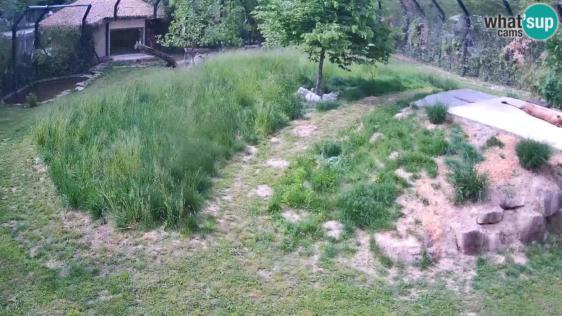 Zoo Lubiana live webcam Leoni