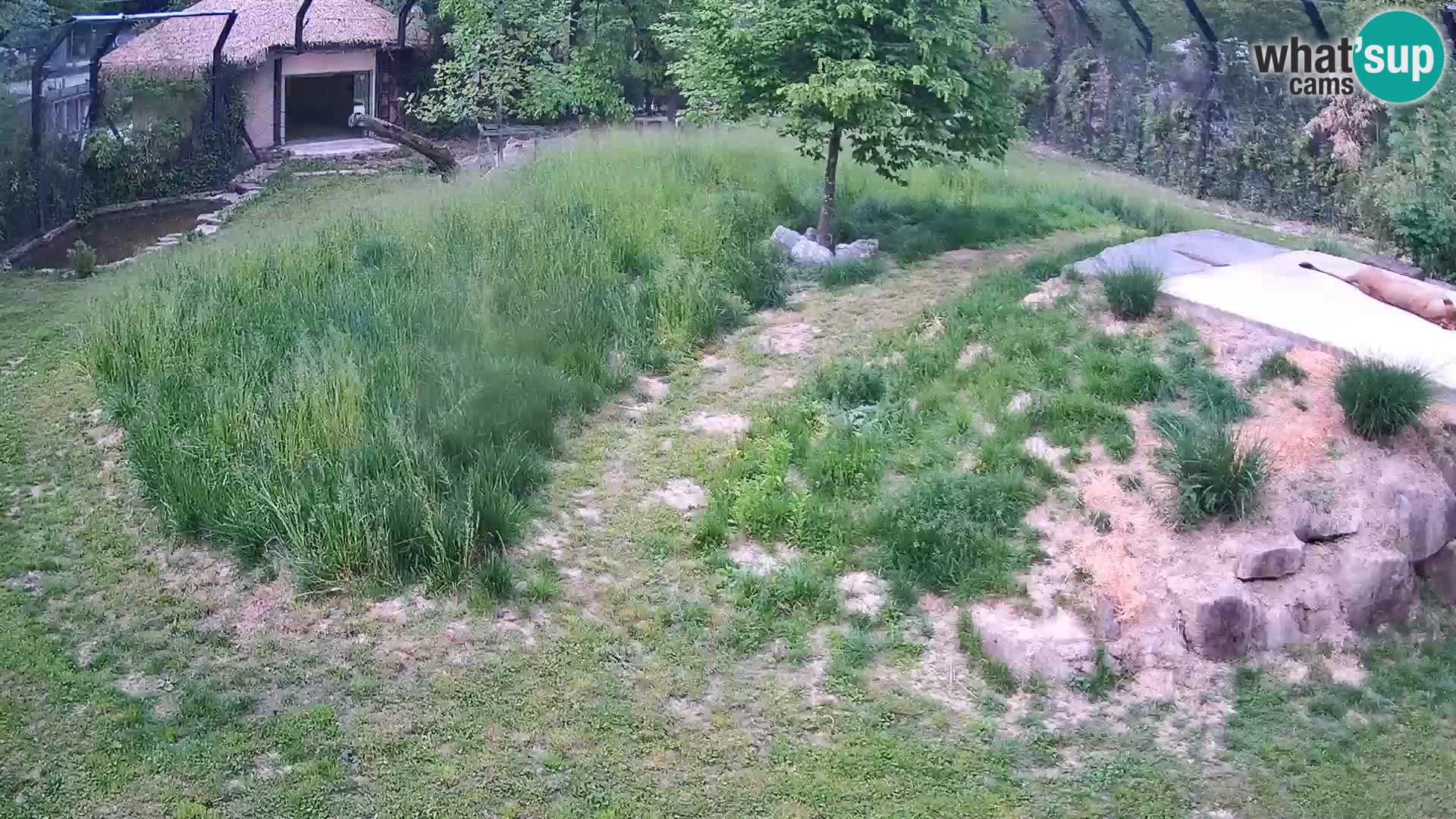 Zoo Lubiana live webcam Leoni