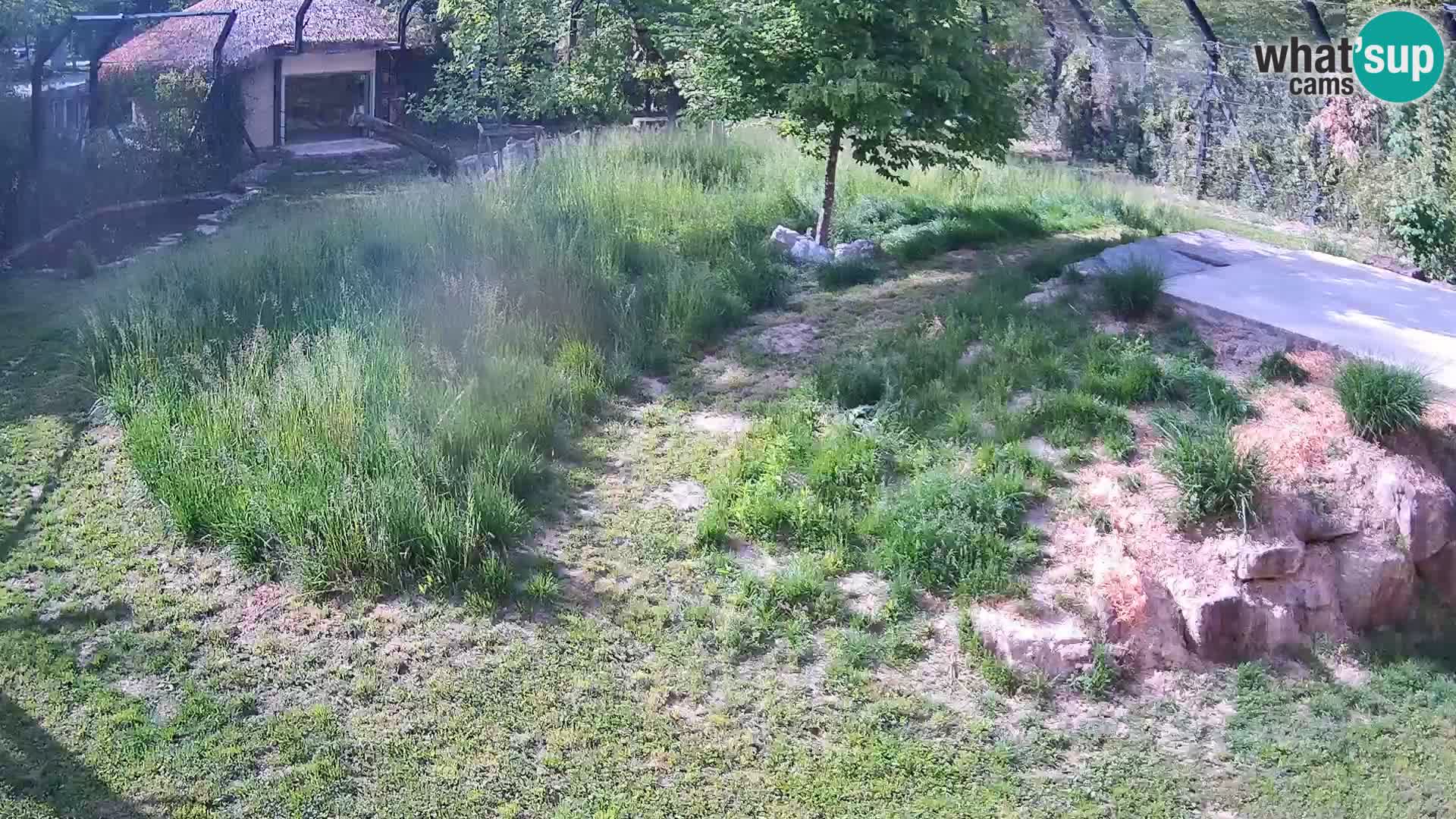 Zoo Lubiana live webcam Leoni