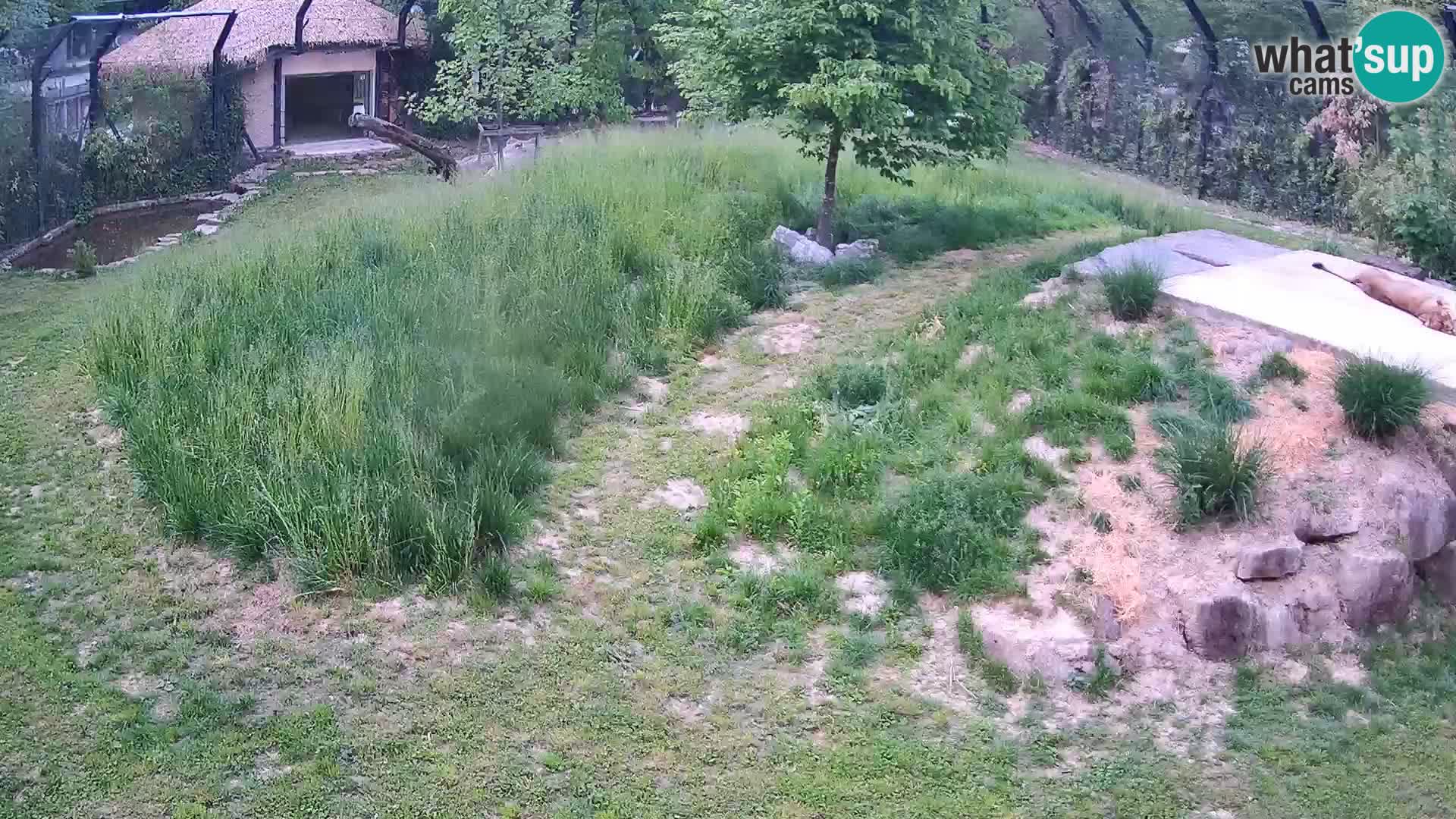 Ljubljana Zoo webcam Lion