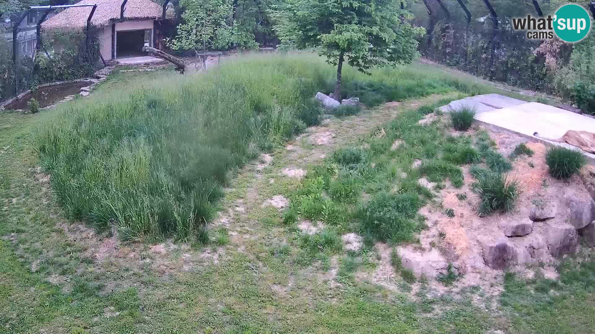 Zoo Ljubljana camera en vivo Leones