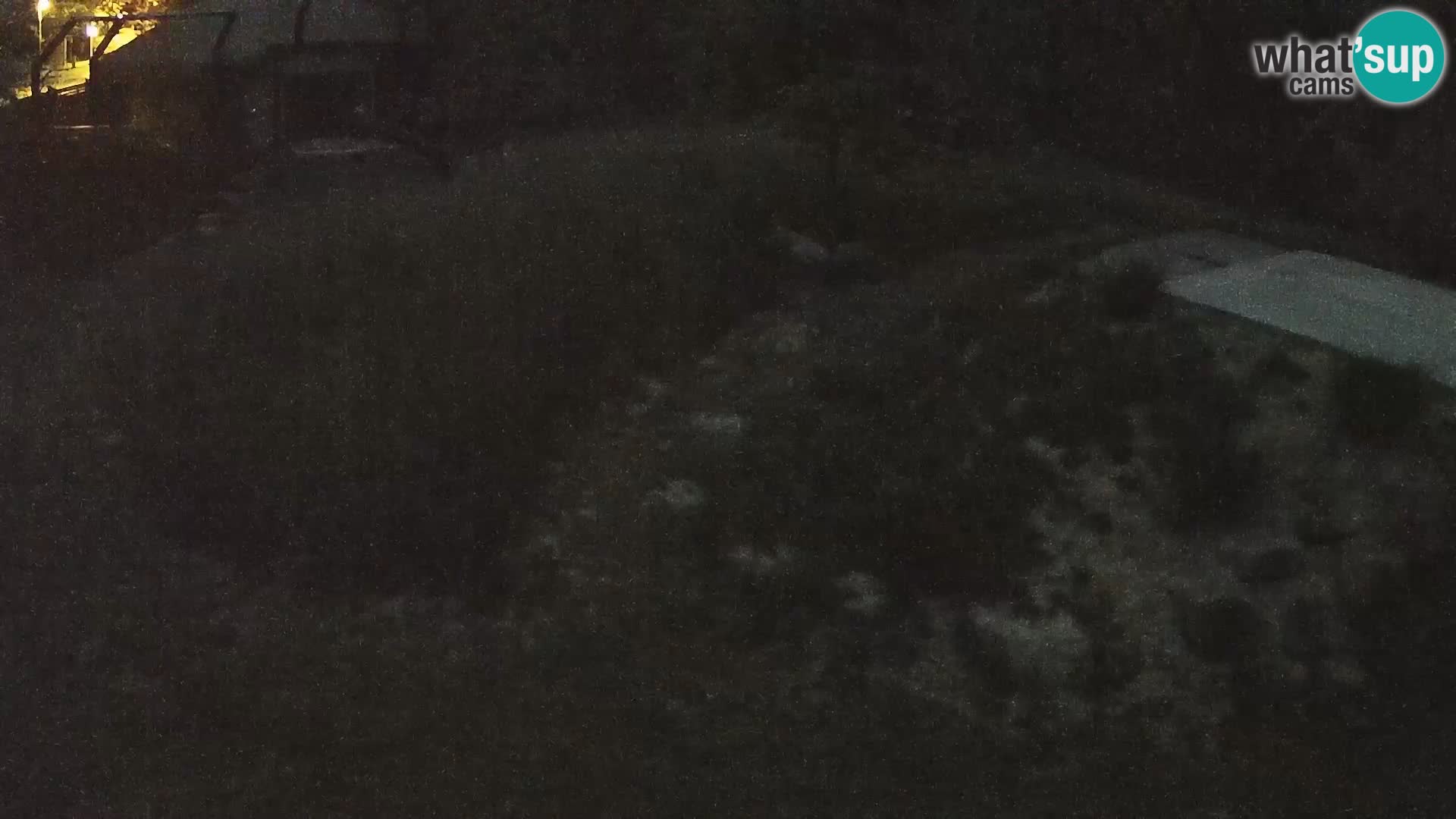 Live Ljubljana Zoo webcam Lion