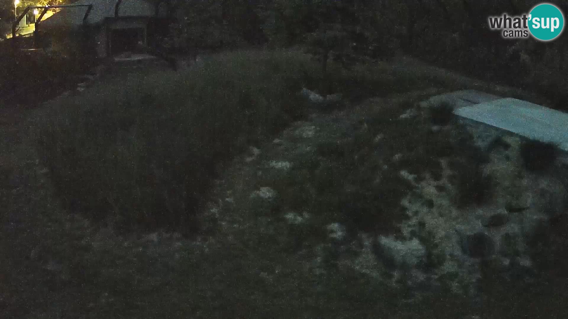 Ljubljana Zoo webcam Lion