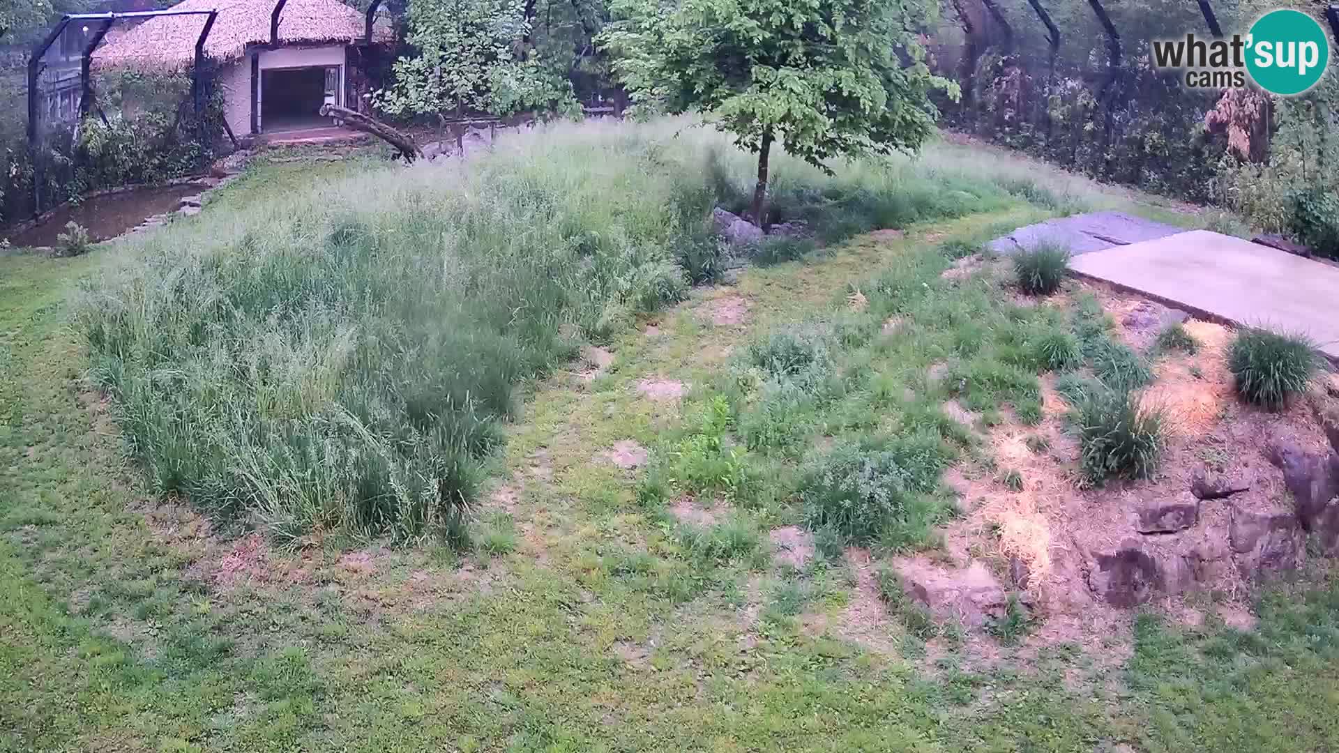 Zoo Lubiana live webcam Leoni