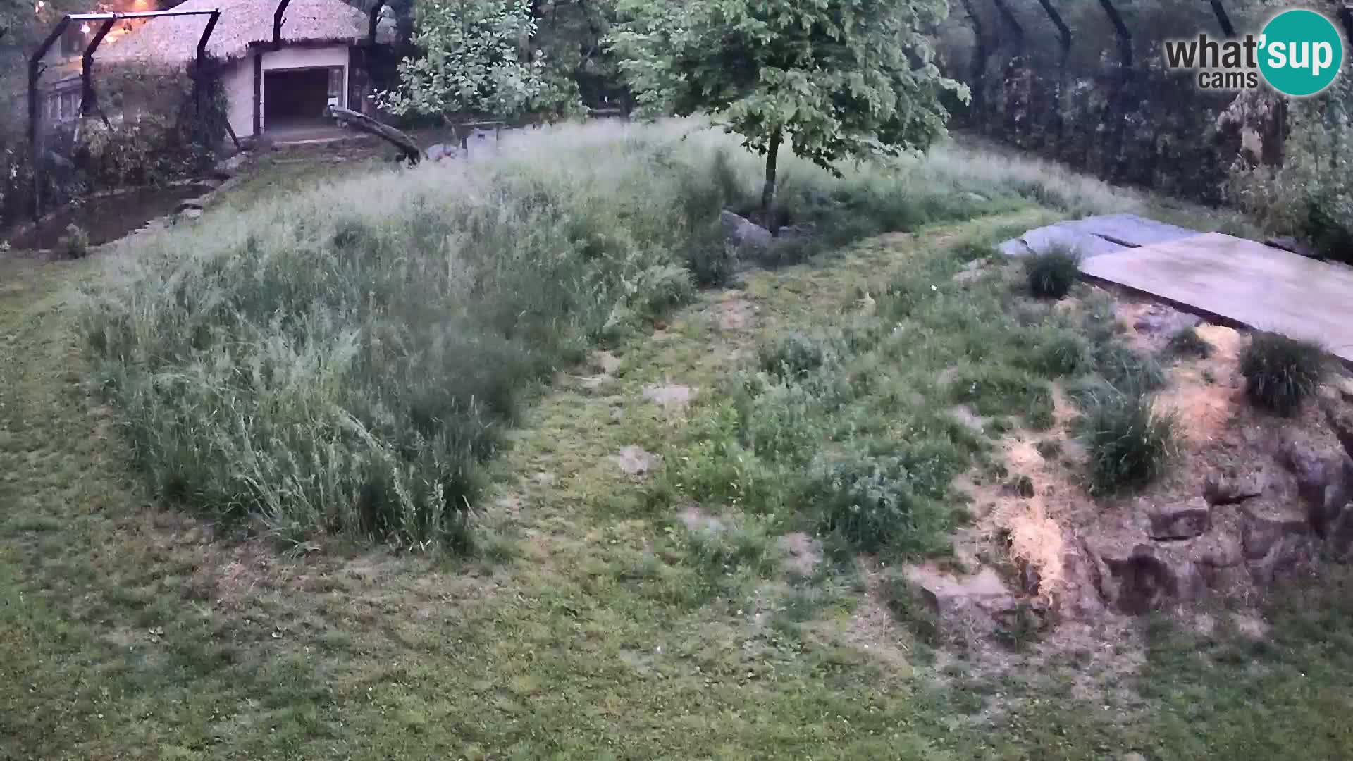 Live Ljubljana Zoo webcam Lion