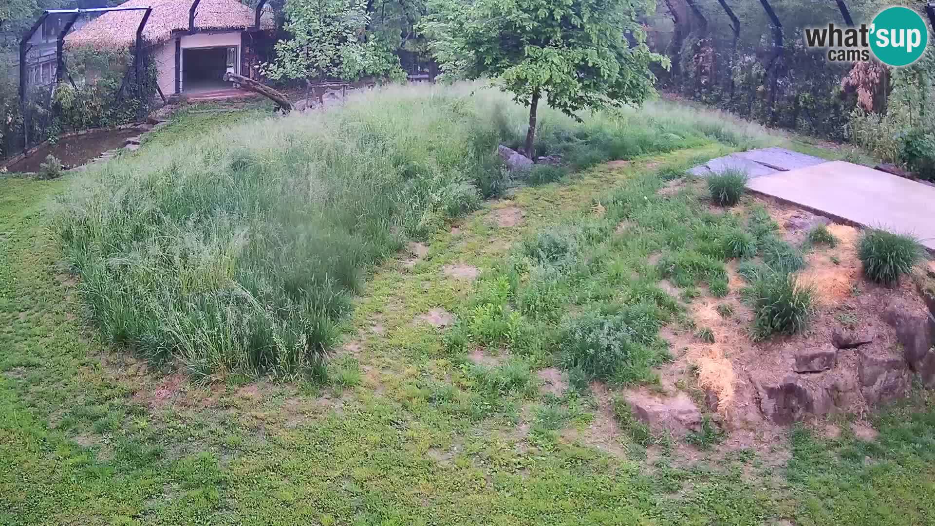 Zoo Lubiana live webcam Leoni