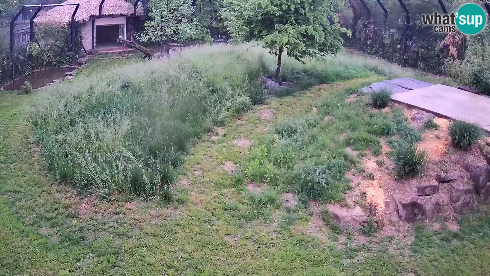 Ljubljana Zoo webcam Lion