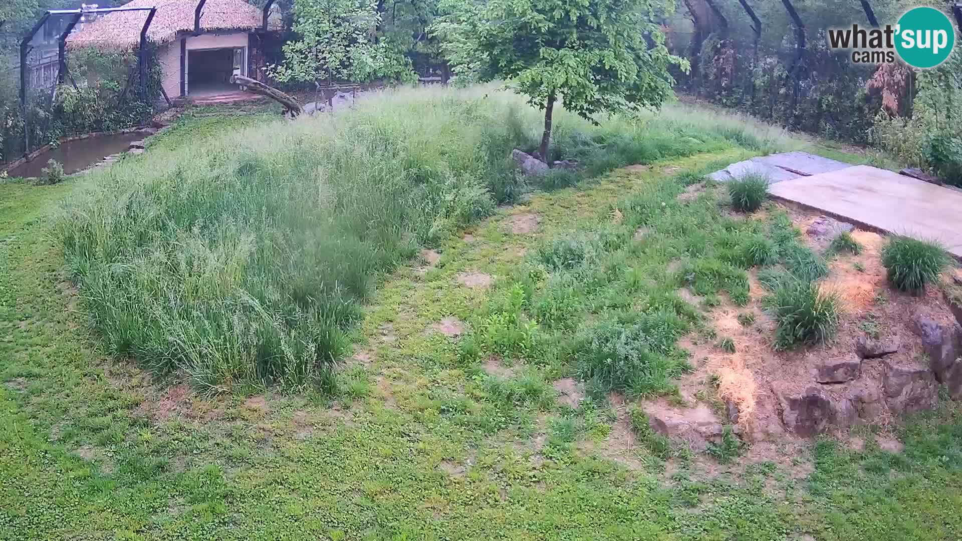 Zoo Lubiana live webcam Leoni