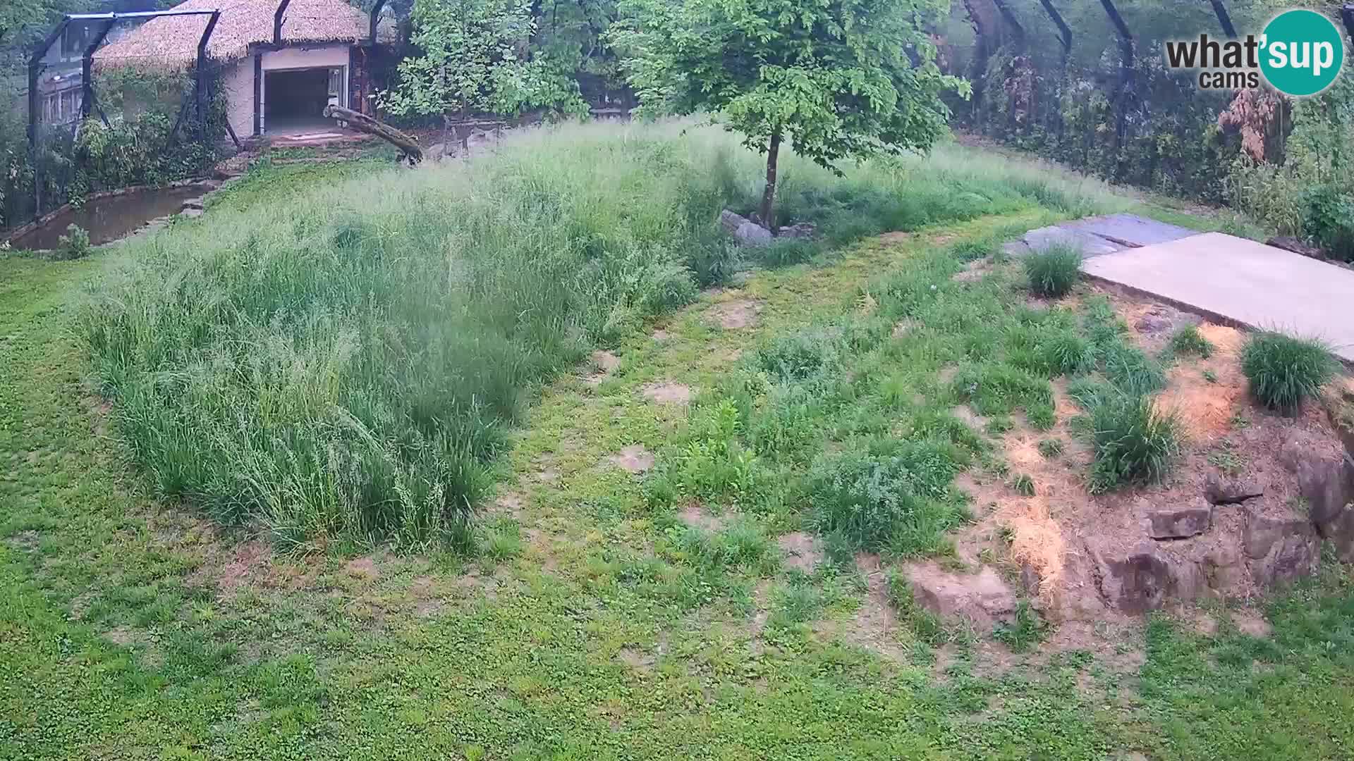 Zoo Lubiana live webcam Leoni