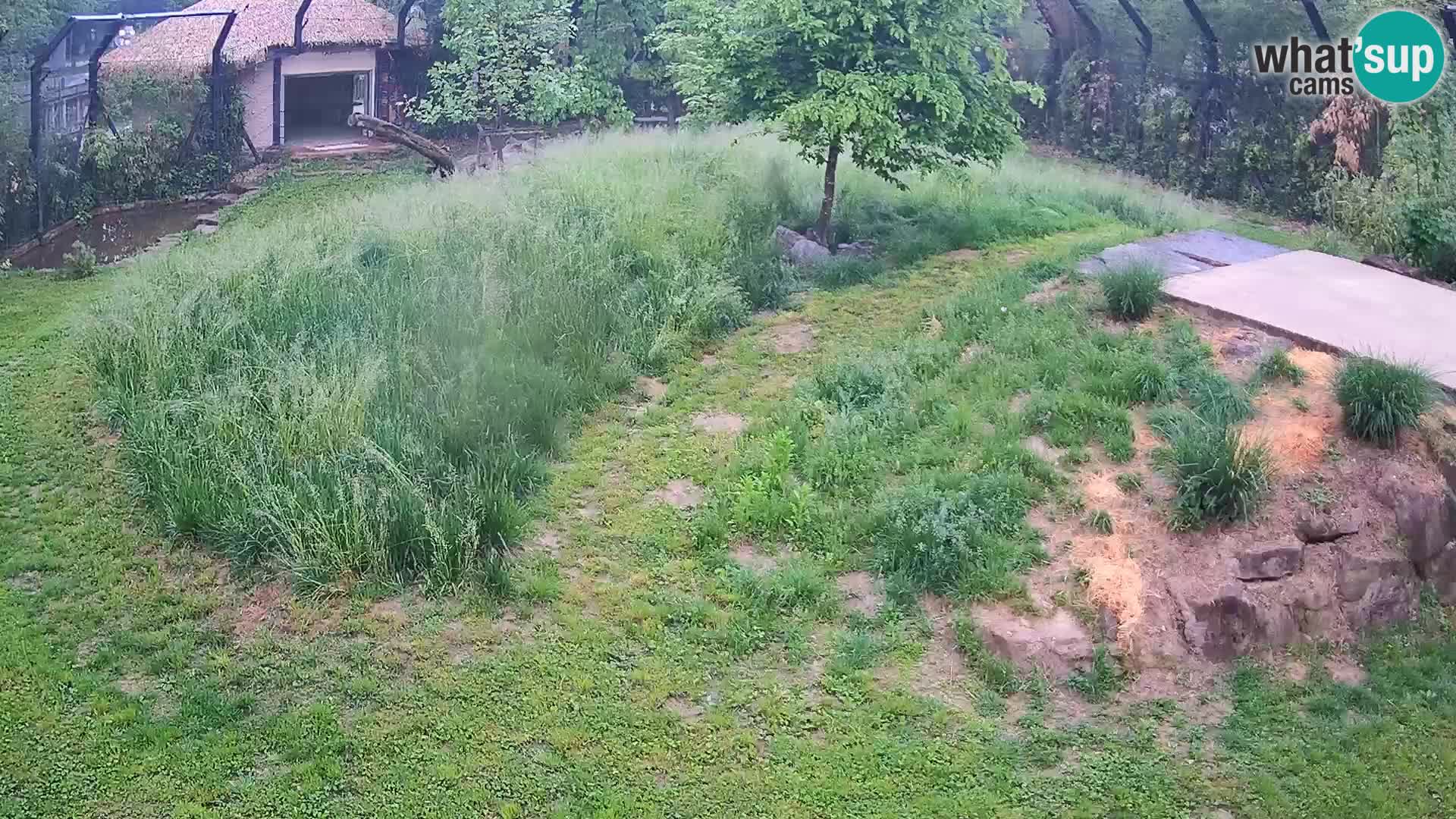 Zoo Lubiana live webcam Leoni