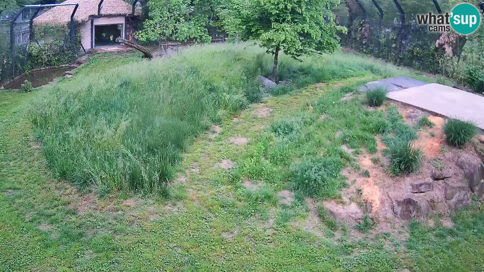 Ljubljana Zoo webcam Lion