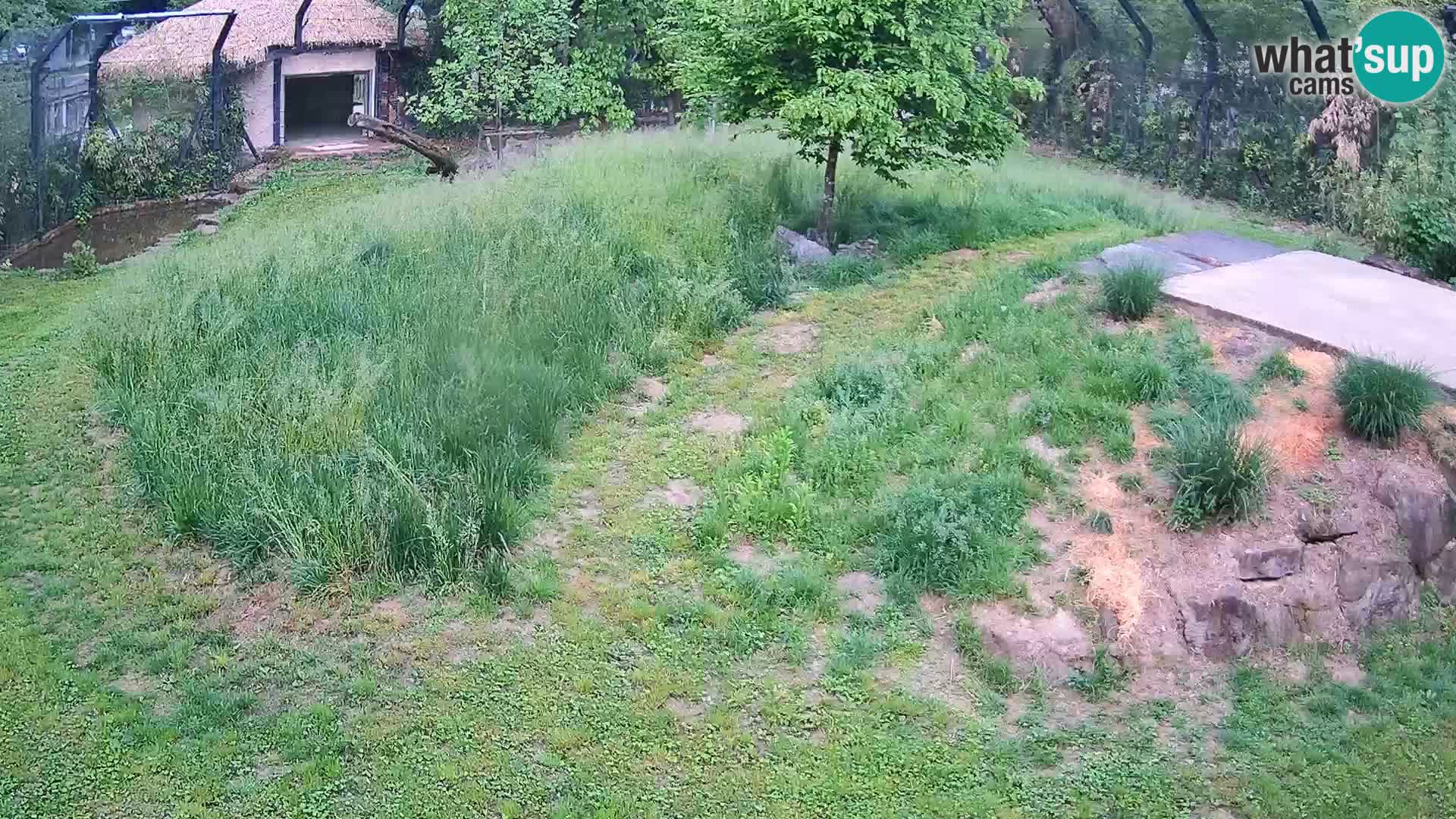 Ljubljana Zoo webcam Lion