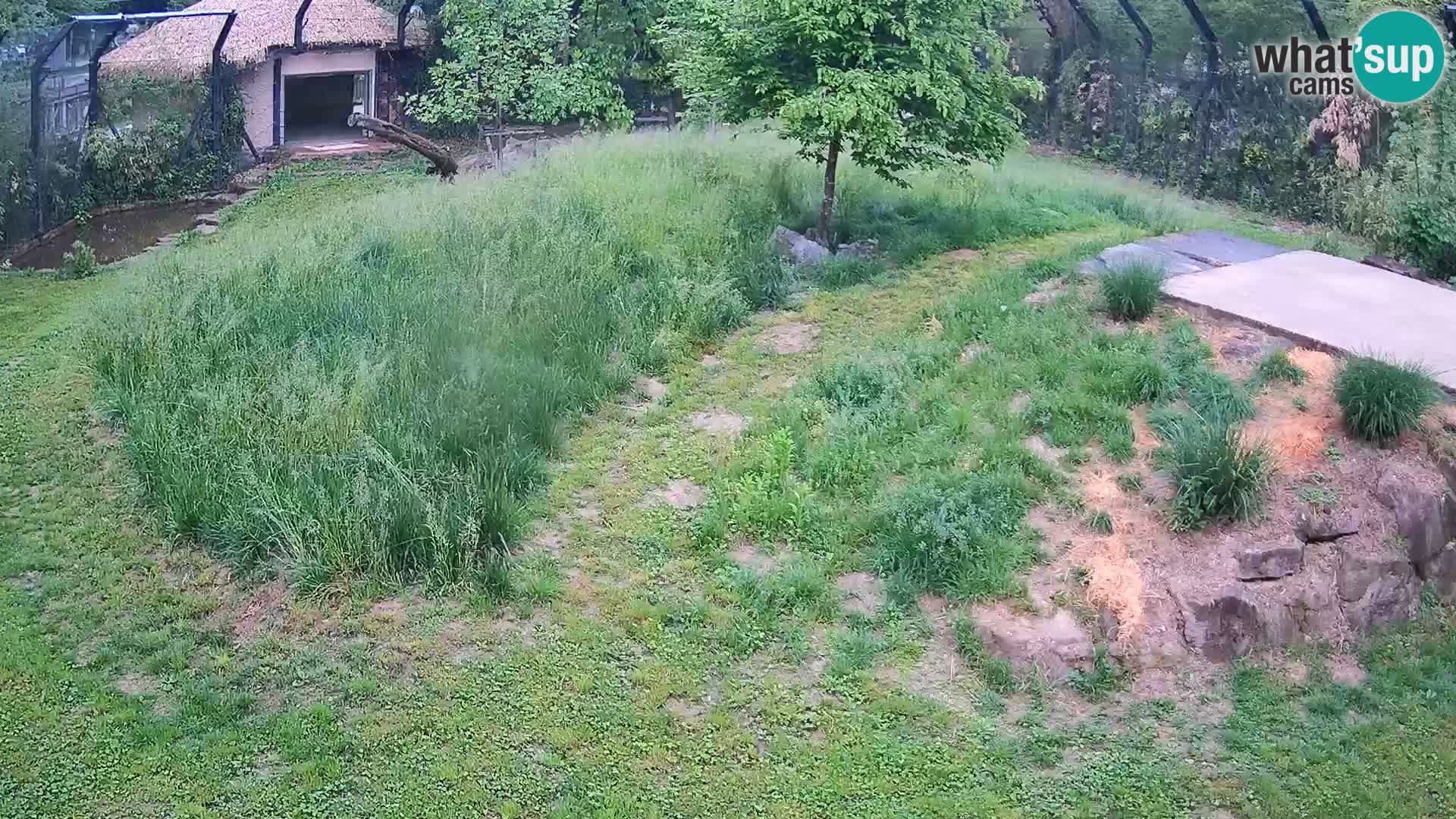 Ljubljana Zoo webcam Lion