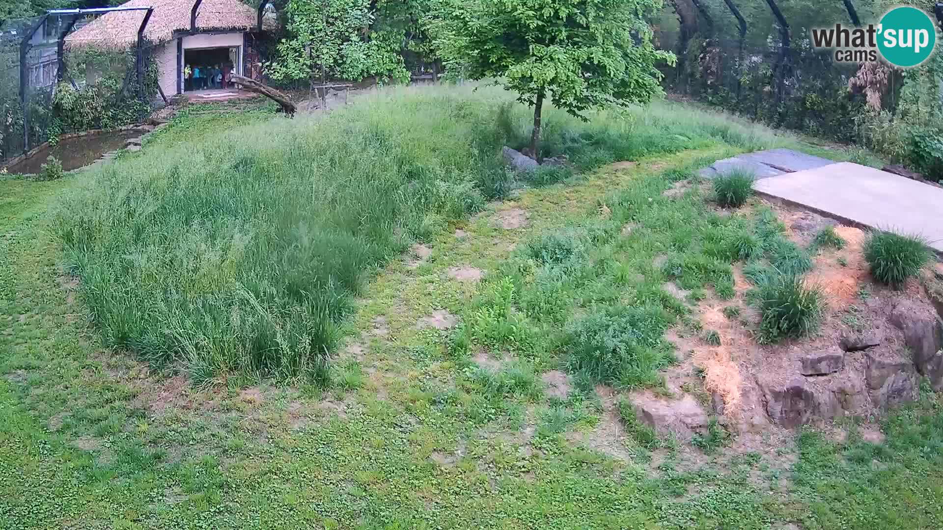 Zoo Lubiana live webcam Leoni