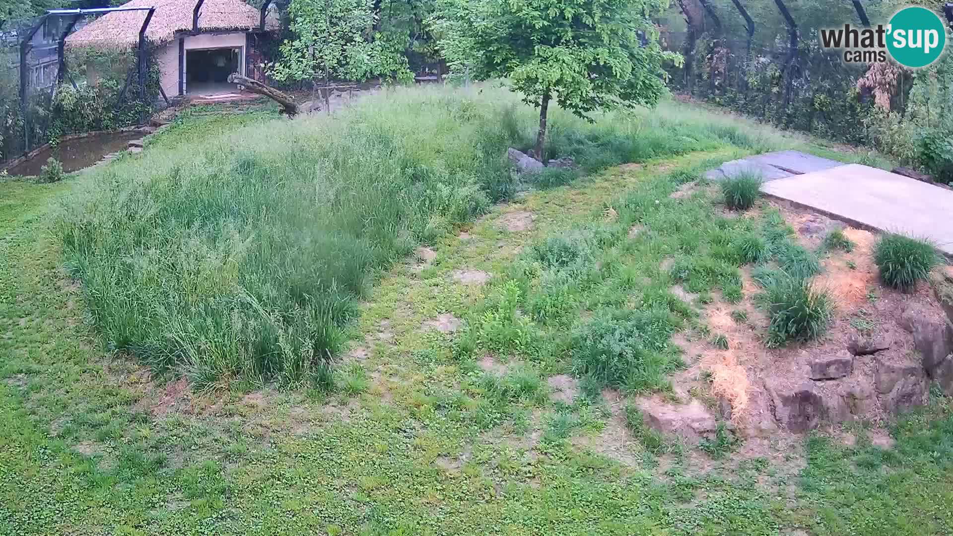 Zoo Lubiana live webcam Leoni
