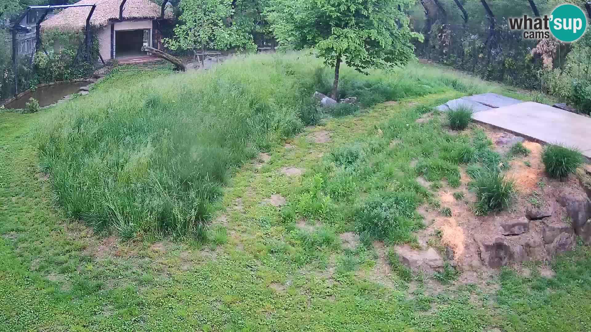 Ljubljana Zoo webcam Lion
