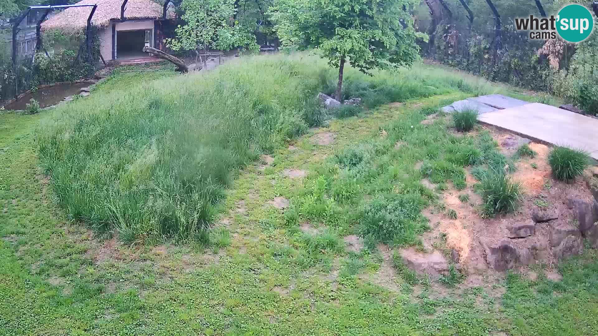 Ljubljana Zoo webcam Lion