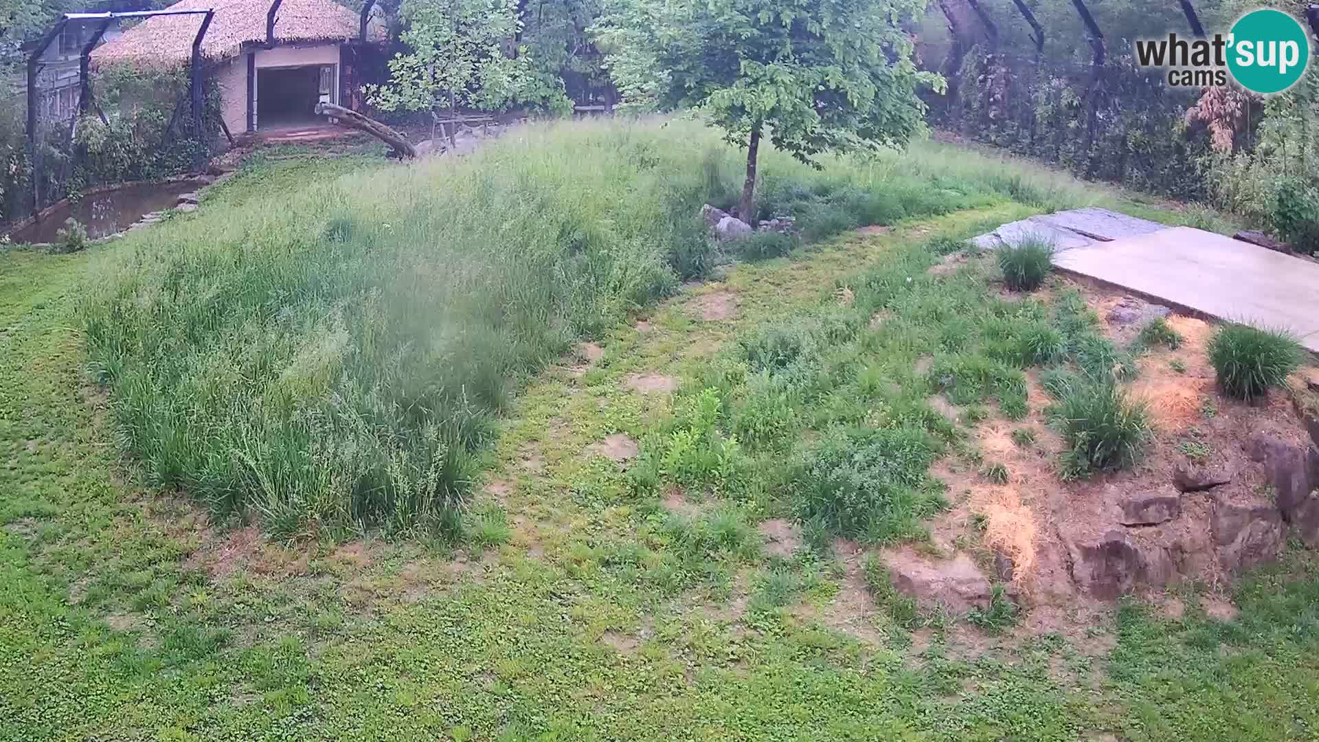 Ljubljana Zoo webcam Lion