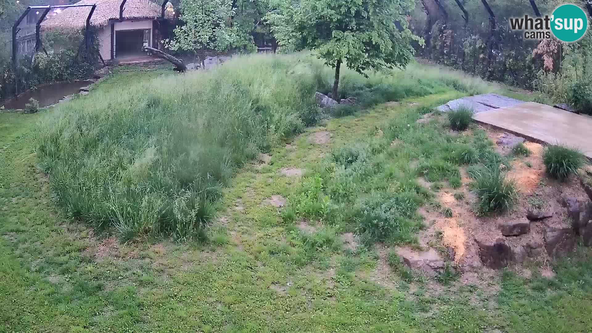 Live Ljubljana Zoo webcam Lion