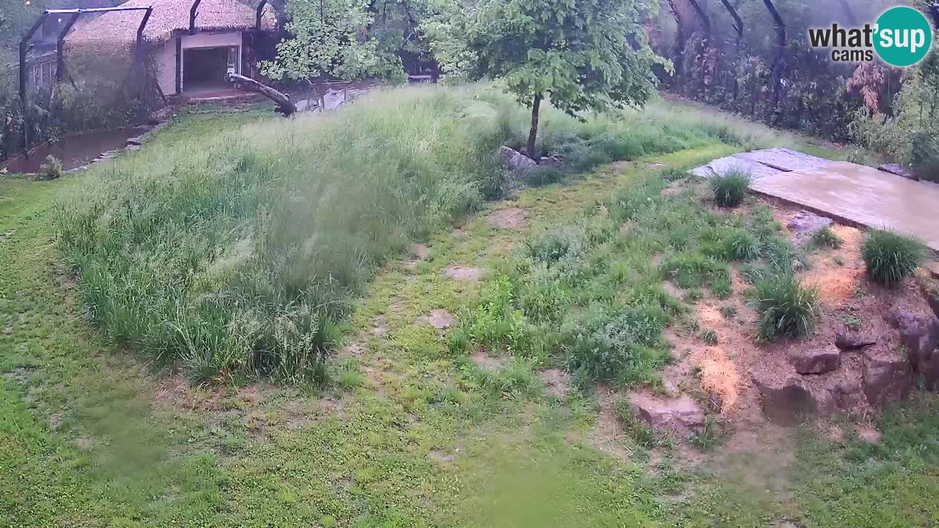 Zoo Lubiana live webcam Leoni