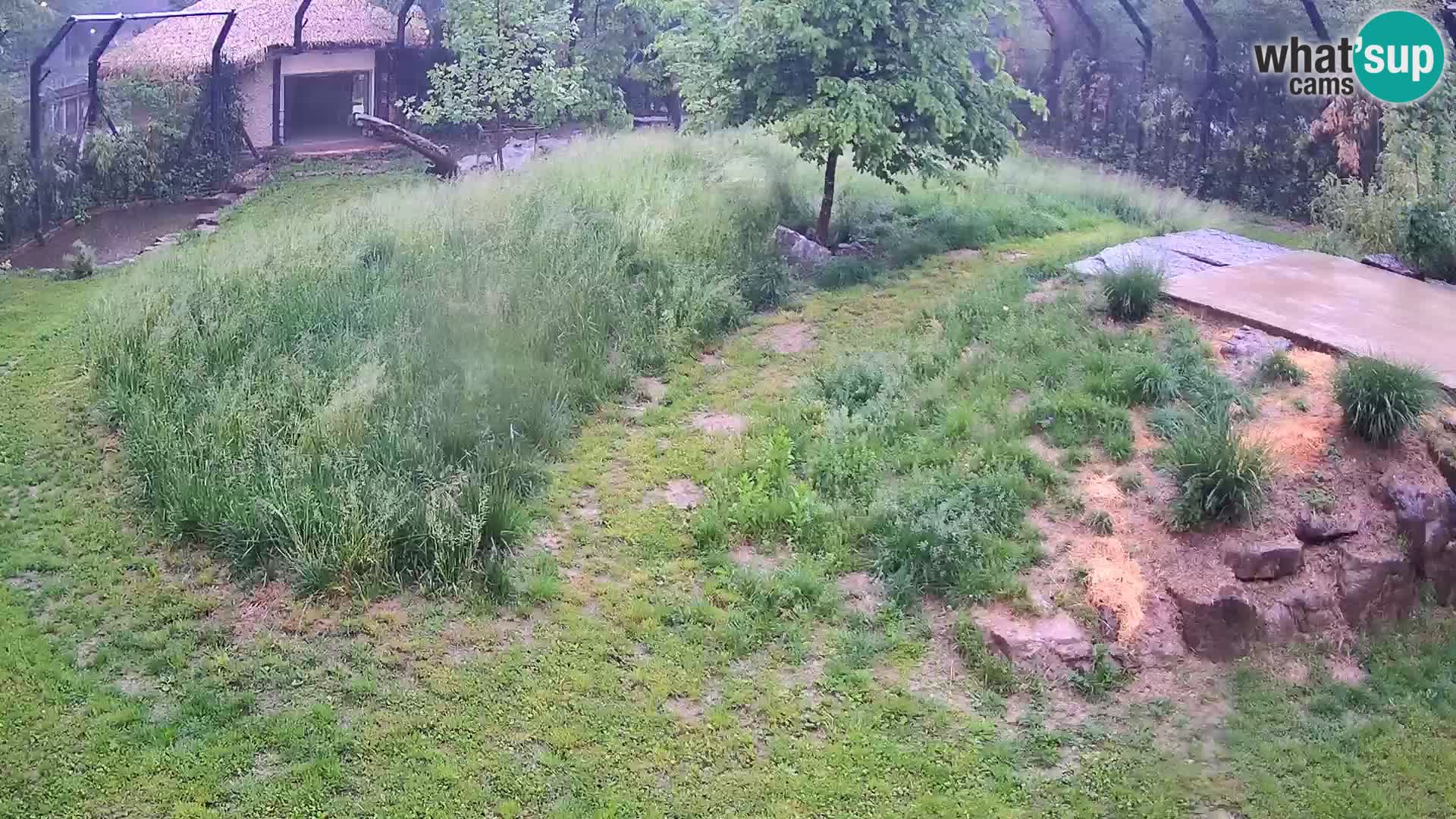 Zoo Ljubljana camera en vivo Leones